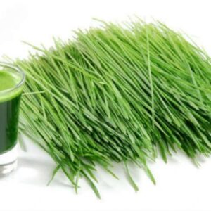 Durva Grass Juice | 2 2 India Ayurveda Online India Ayurveda Online